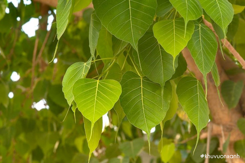 Cây Bồ đề lá trắng hay còn gọi là cây Lâm vồ
