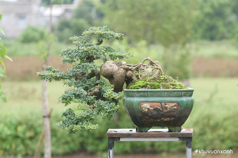 Cây Cần thăng bonsai dáng đẹp