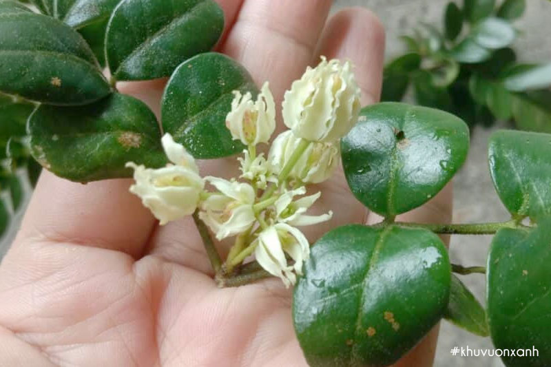 Cây Cần thăng có hoa nhỏ màu trắng