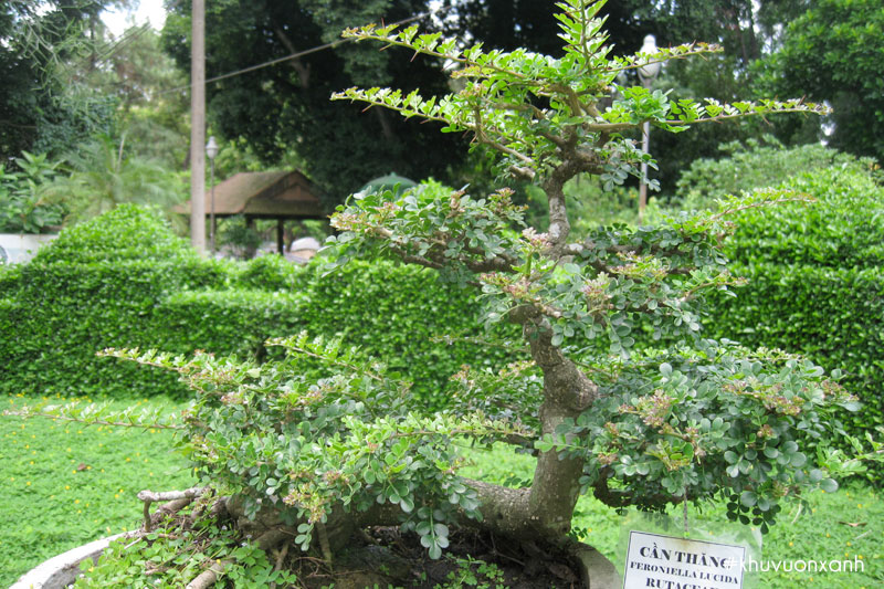 Cây Cần thăng có tên khoa học là Feroniella lucida