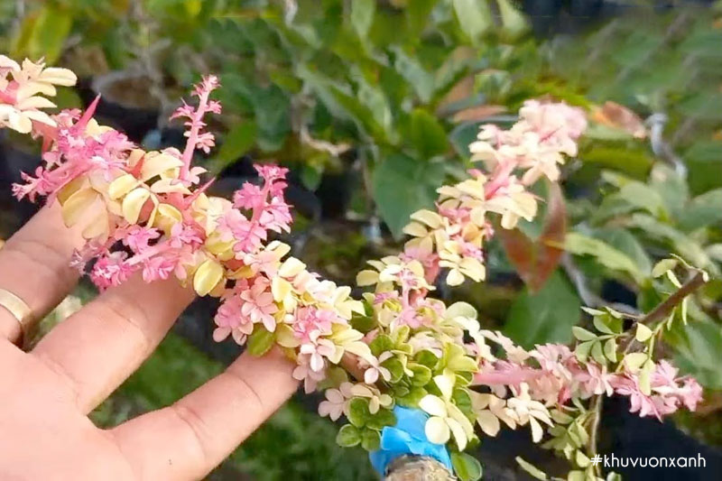 Cây Cần thăng đột biến