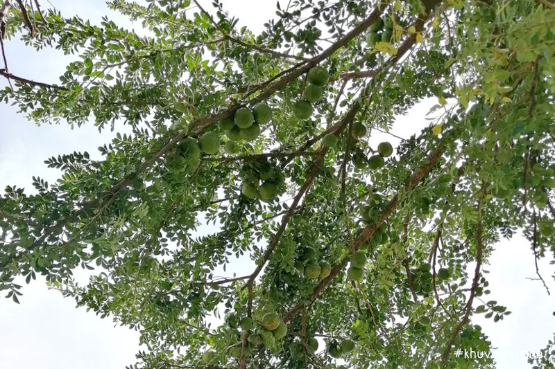 Cây Cần thăng mọc tự nhiên có kích thước lớn