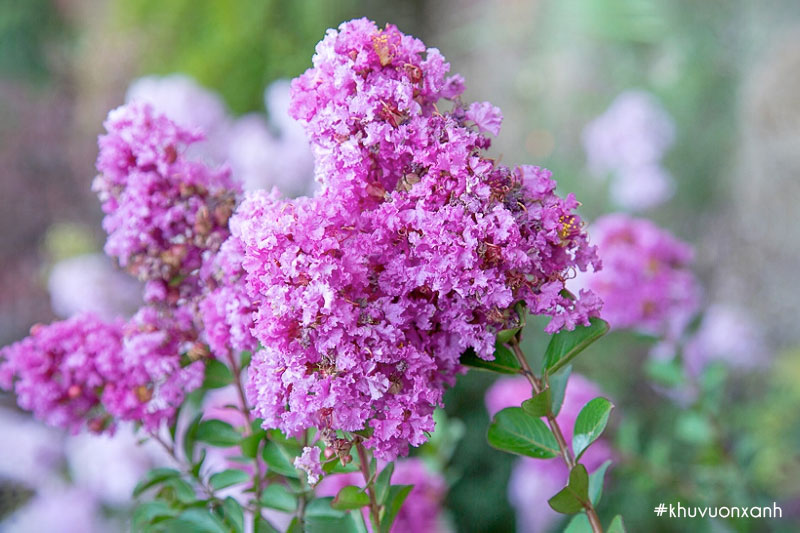 Hoa tường vi hồng cánh mỏng thể hiện tình yêu son sắt, thủy chung