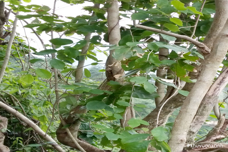 Cây gỗ Hương giáng quý hiếm thuộc họ Đậu (Fabaceae)