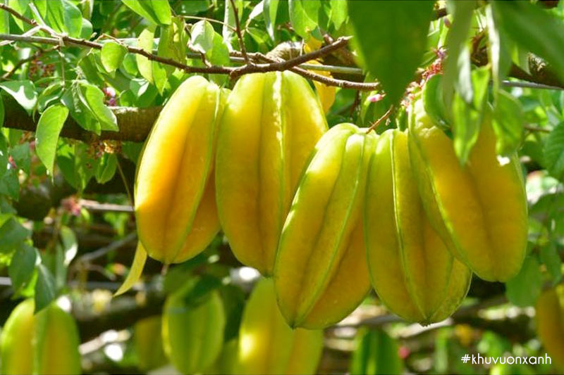 Cây Khế Nhật chua