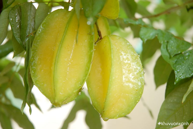 Quả Khế Thái có màu vàng nhạt, mọng nước