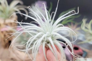 Cây không khí Bông tuyết mang vẻ đẹp kiêu sa của Nữ hoàng