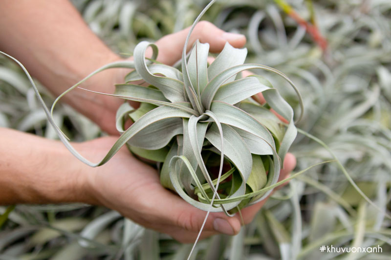 Cây không khí Nữ hoàng có tên khoa học là Tillandsia xerographica