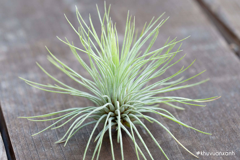 Cây không khí Sao mai có tên khoa học là Tillandsia Andreana