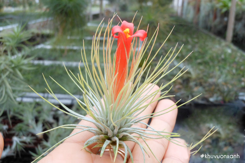 Cây không khí Sao mai nở hoa độc đáo, mang ý nghĩa tốt lành