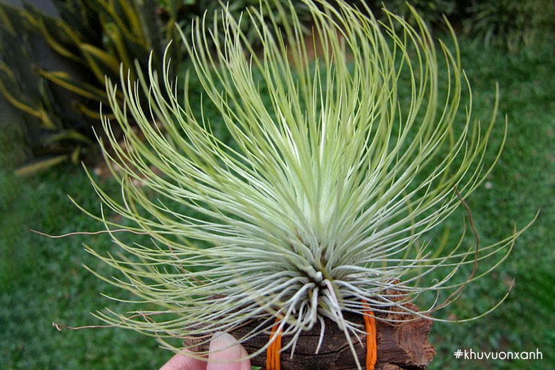 Không khí Sao mai có tác dụng tốt trong việc lọc không khí