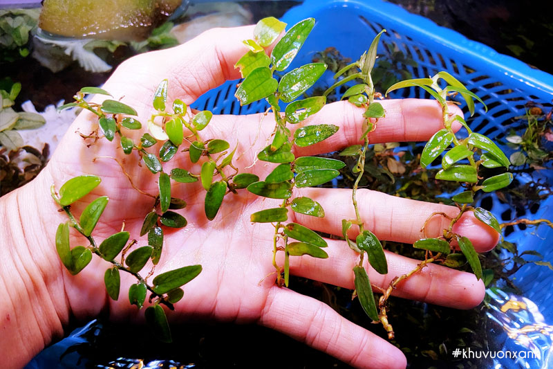 Cây Ráy dây leo thủy sinh