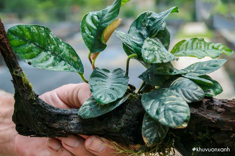 Cây Ráy thủy sinh Cafe có nguồn gốc từ châu Phi