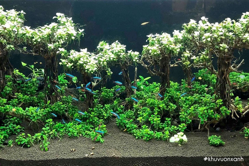 Ráy thủy sinh có tác dụng cung cấp Oxy và điều hòa môi trường bể cá cảnh