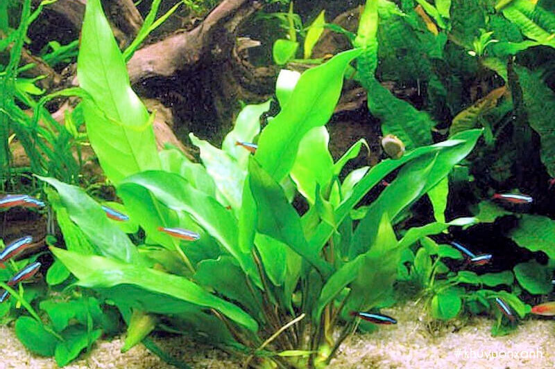 Cây Ráy thủy sinh lá dài trồng bể cá mini