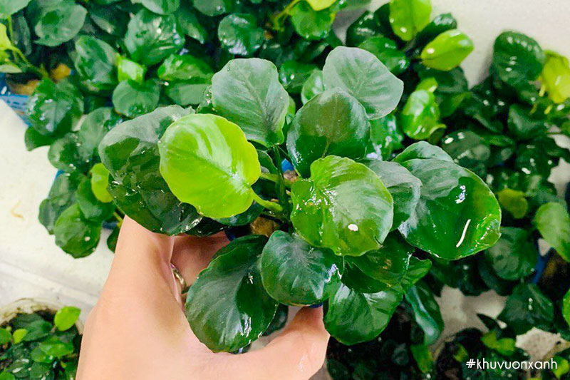 Cây Ráy thủy sinh lá tròn