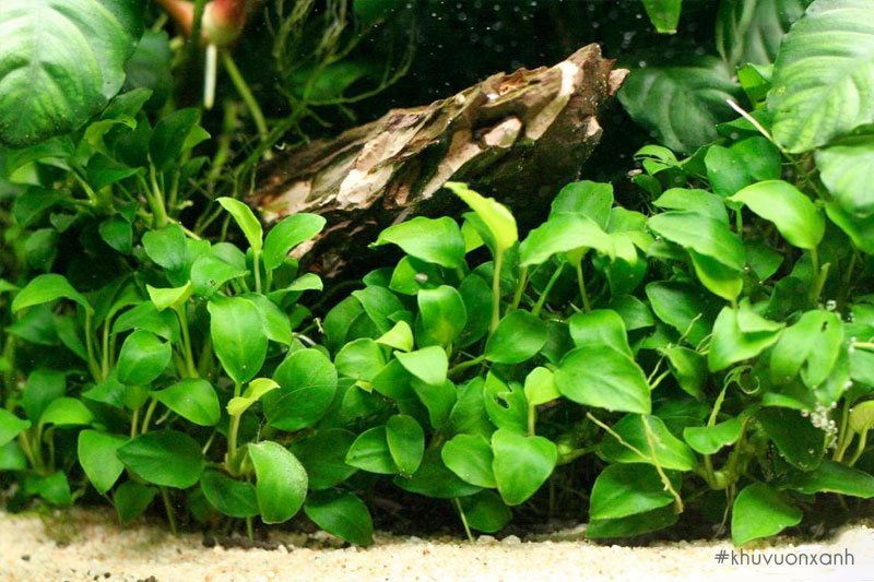 Cây Ráy thủy sinh thuộc họ Araceae