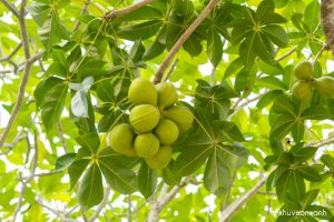 Cây mủ Trôm - Giống cây Khai thác mủ đem lại giá trị kinh tế cao