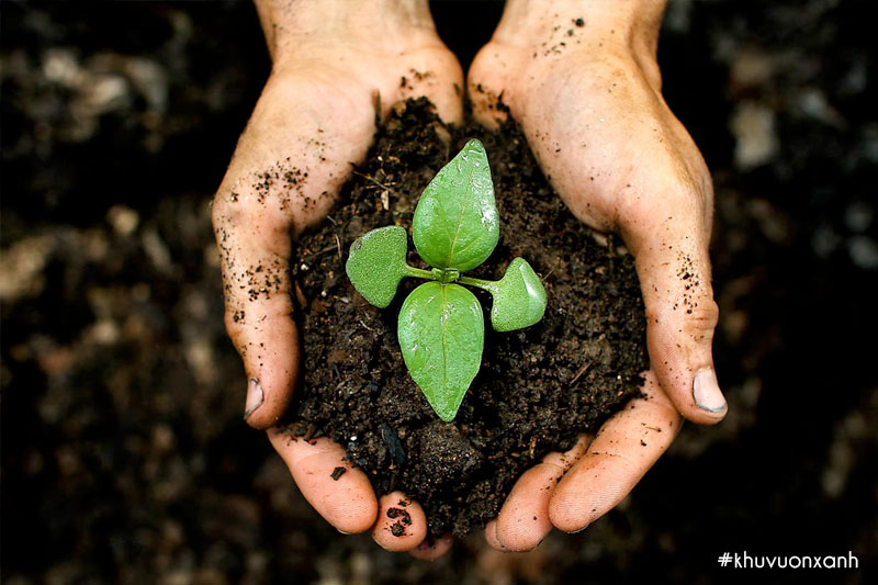 Đất sạch được xử lý kỹ mầm bệnh, vi khuẩn trước khi trồng cây