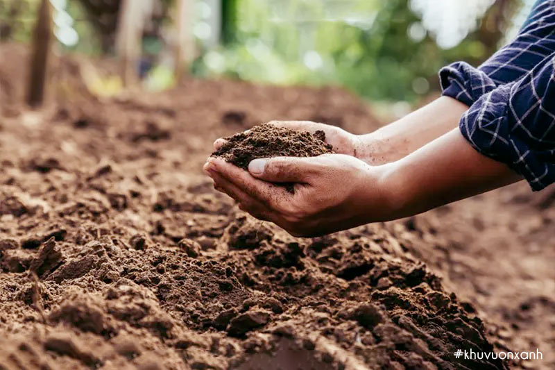 Đất thịt rất tốt cho cây trồng