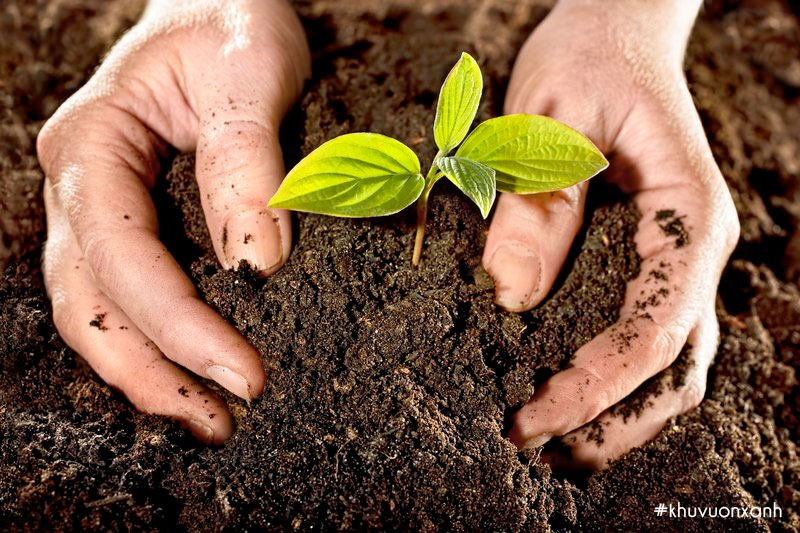 Đất thịt rất thích hợp để trọt giúp cây phát triển nhanh chóng