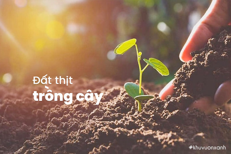 Đất thịt trồng cây