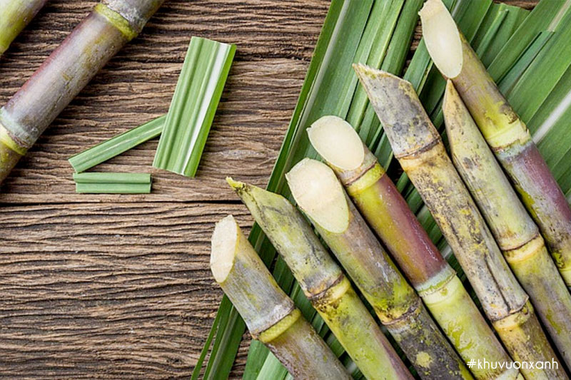 Mía lùi thực chất là Mía đường có tên khoa học Saccharum officinarum