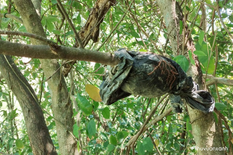 Nhân giống cây Hương giáng bằng phương pháp chiết cành