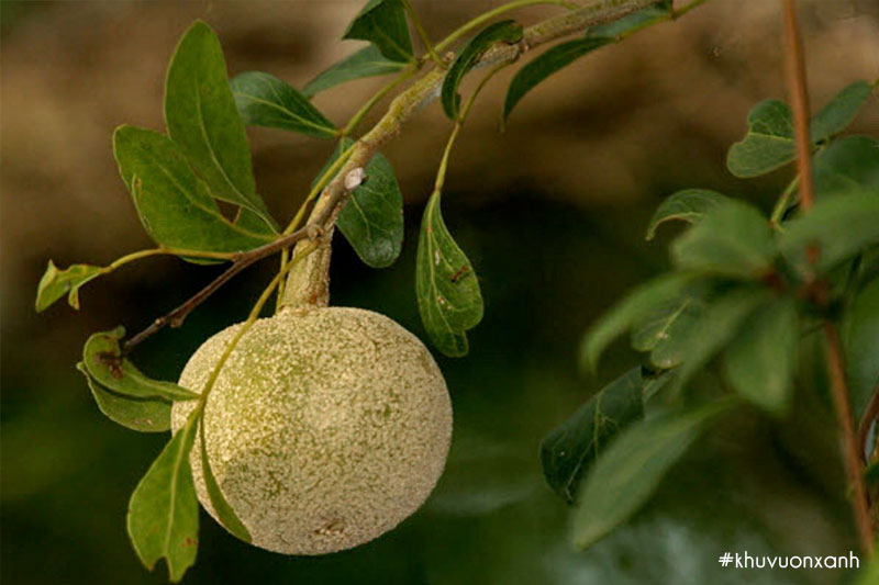 Quả Cần thăng có tác dụng kích thích hệ tiêu hóa