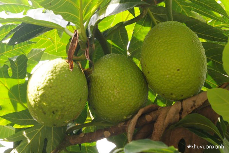 Trái sake Maohi Trung Đông