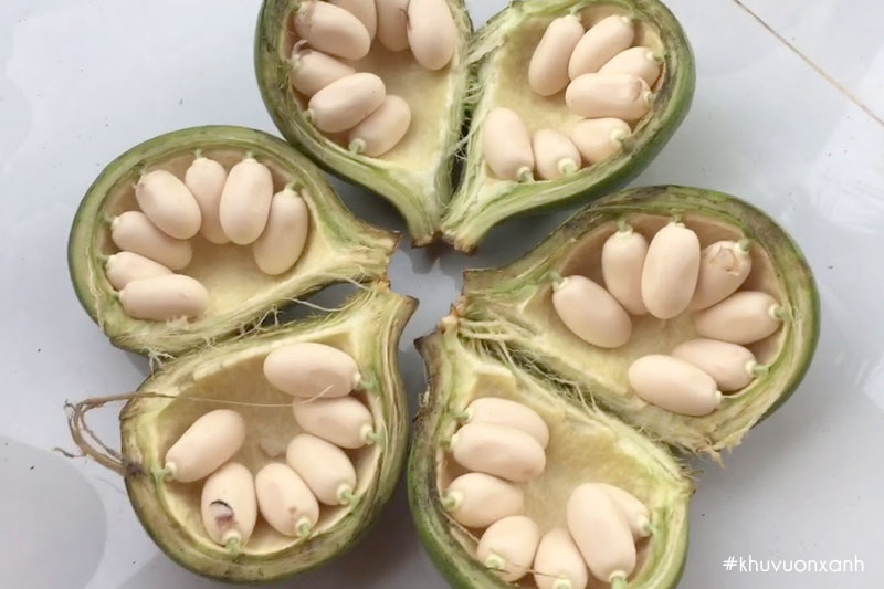 Trái Trôm sau khi thu hoạch