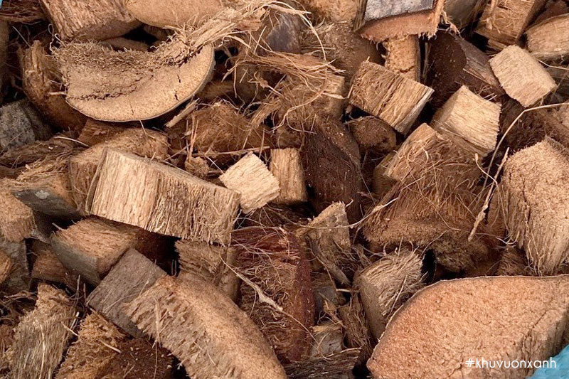 Xơ dừa miếng thường được sử dụng để trồng Lan