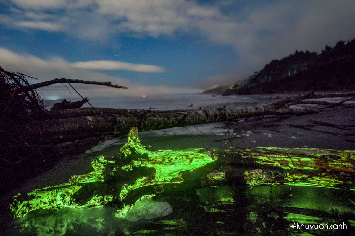 Ấn tượng kinh ngạc Nấm phát quang sinh học chiếu sáng gỗ lũa