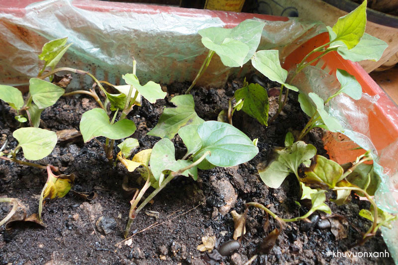 Xử lý các loại nấm bệnh khi trồng diếp cá