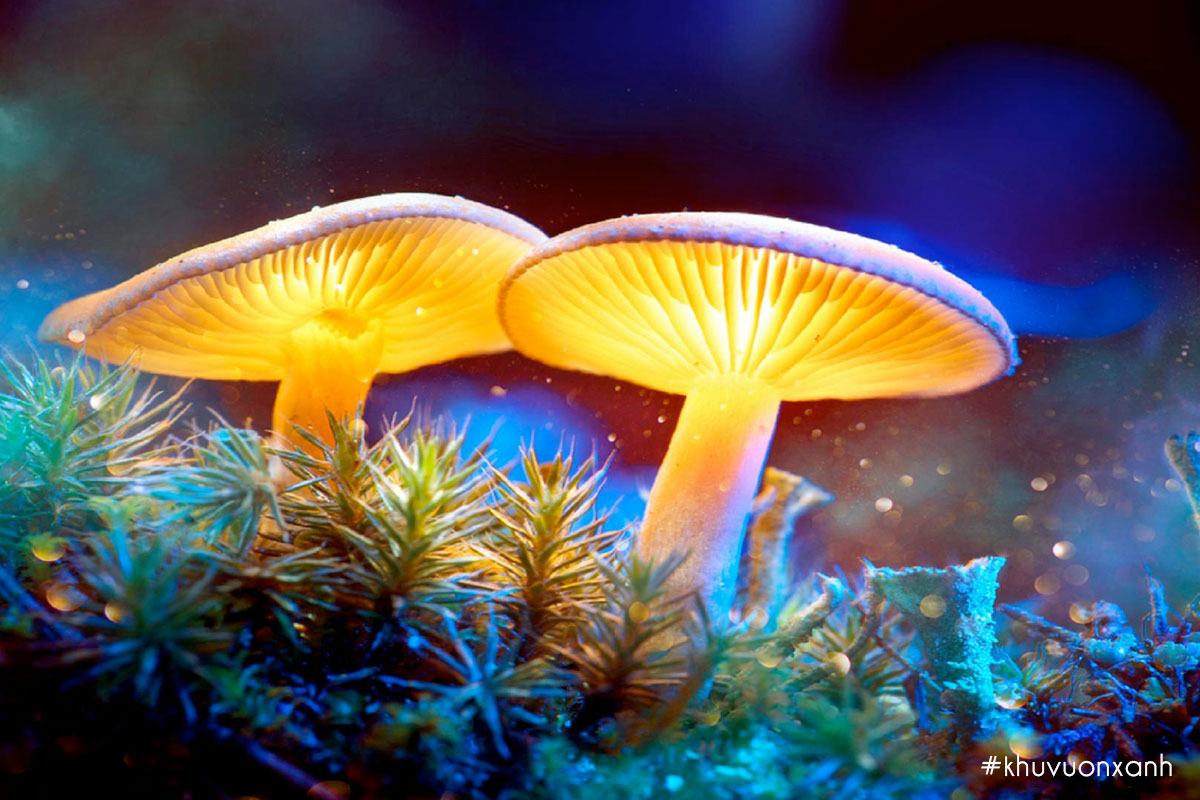 Cách cây Nấm phát sáng trong bong tối