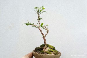 Cách tạo dáng cây Nguyệt quế đẹp