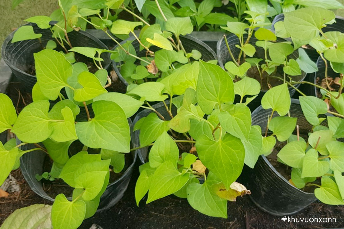 Cách trồng rau Diếp cá bằng cành