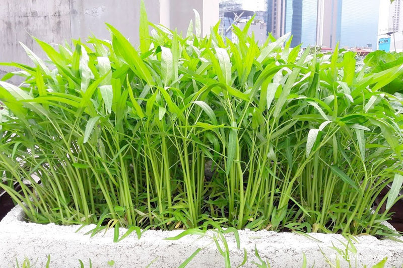 Cách trồng rau muống hạt trong thùng xốp