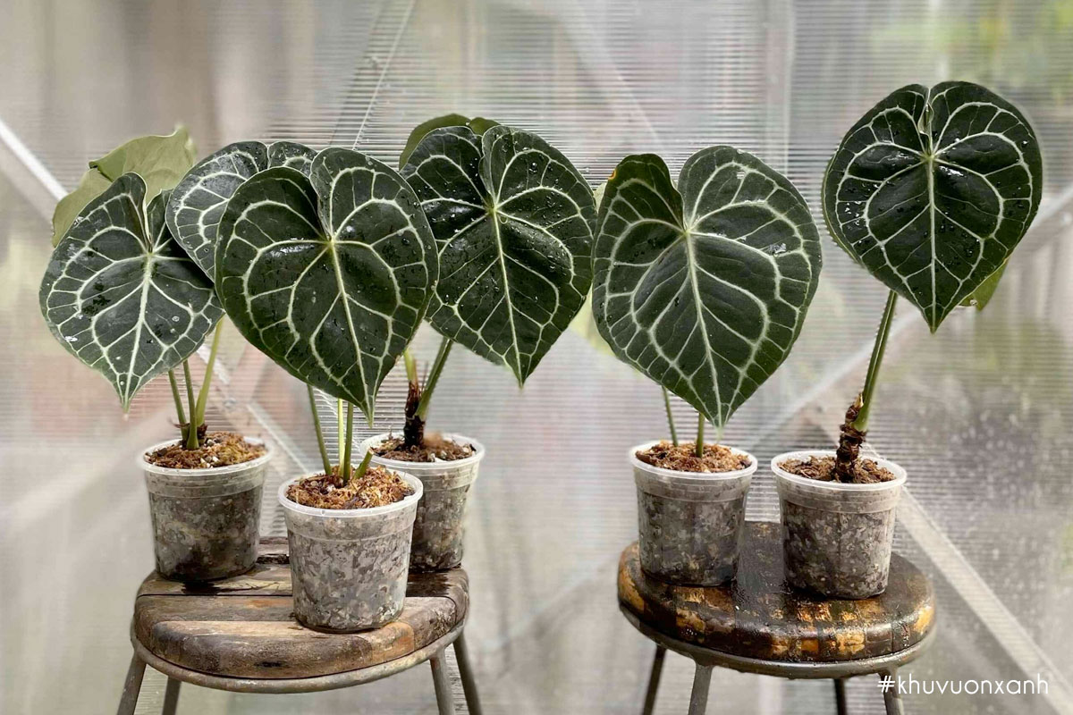 Cây Anthurium clarinervium mang vẻ đẹp sang chảnh và độc đáo