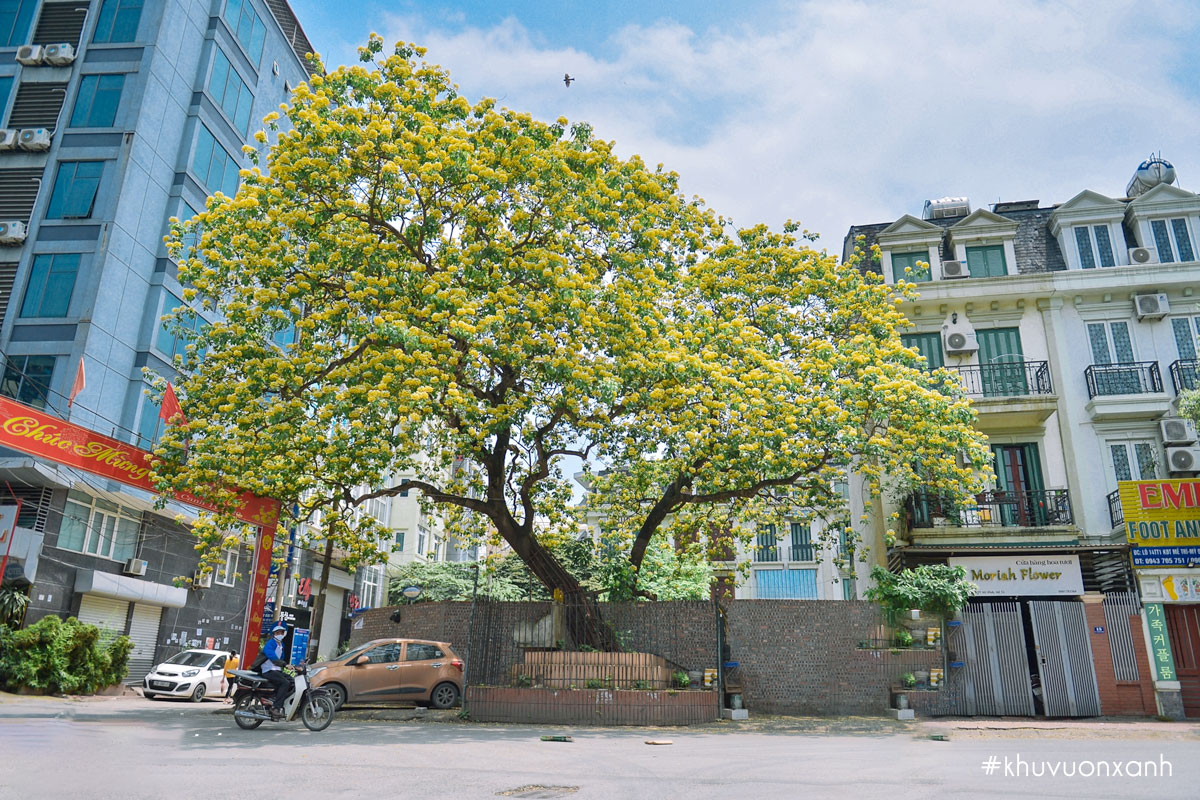 Cây Bún có tên khoa học là Crateva nurvala Buch