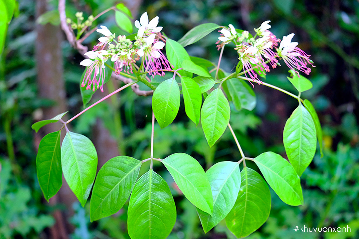 Cây Bún nước hoa trắng và nhụy màu tím