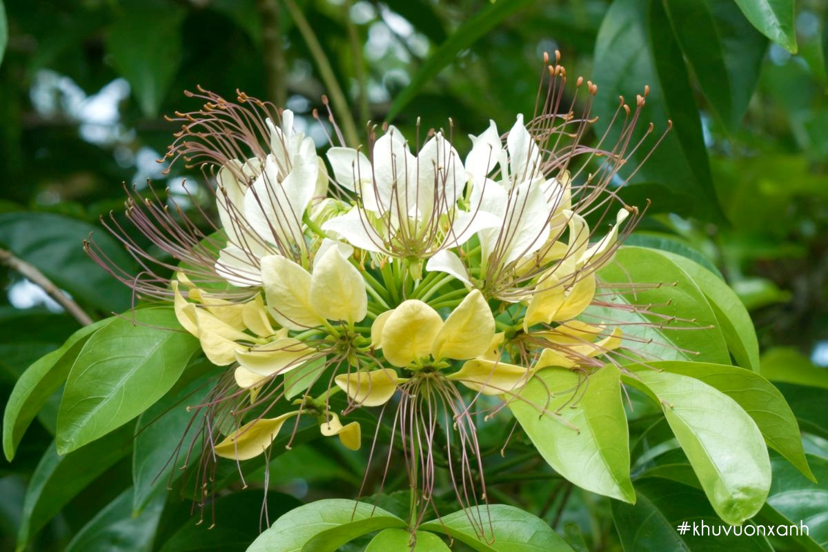 Cây Bún thiêu có tên khoa học là Crateva religiosa