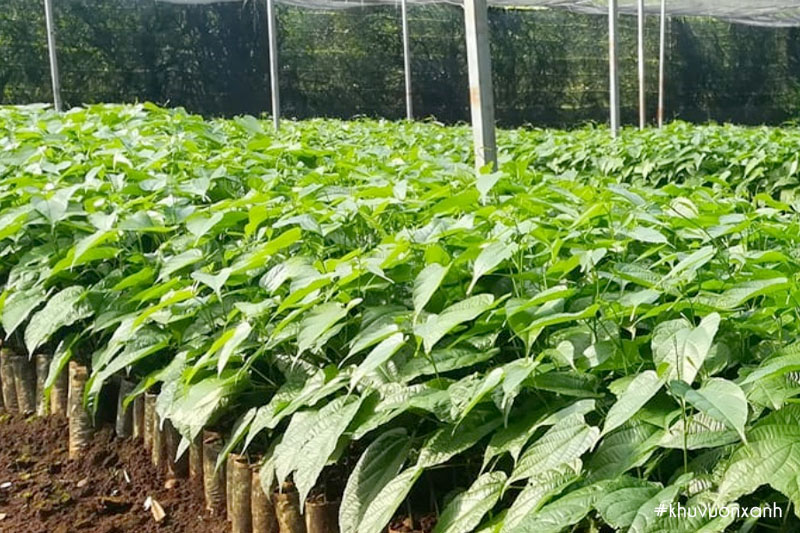 Chọn cây giống Sachi khỏe mạnh, lá tươi tốt