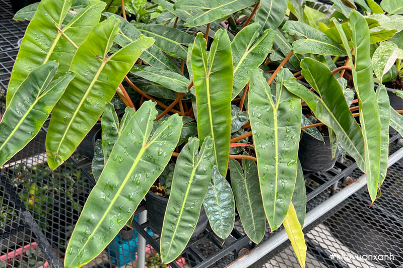 Cây hạc cam - Trầu bà hồng hạc - Philodendron billietiae