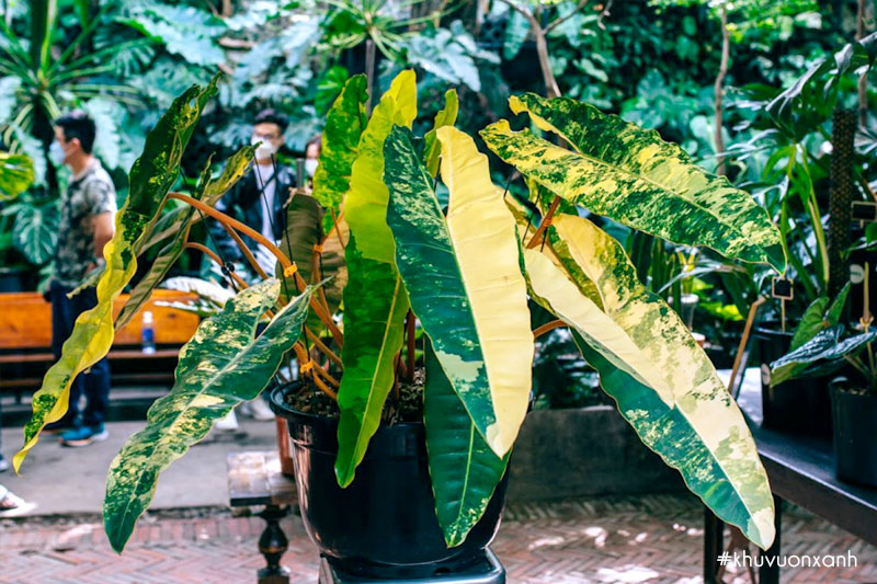 Hạc cam var đột biến