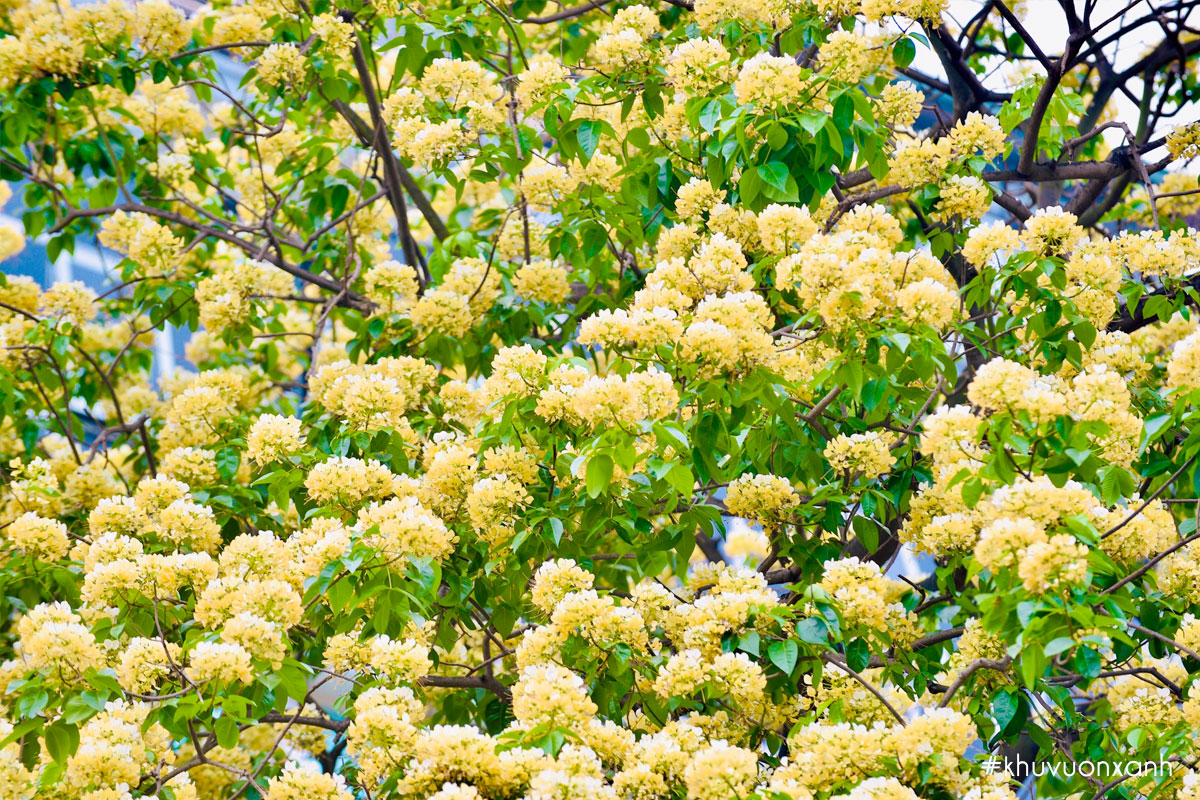 Cây Bún nở hoa vàng rực rỡ