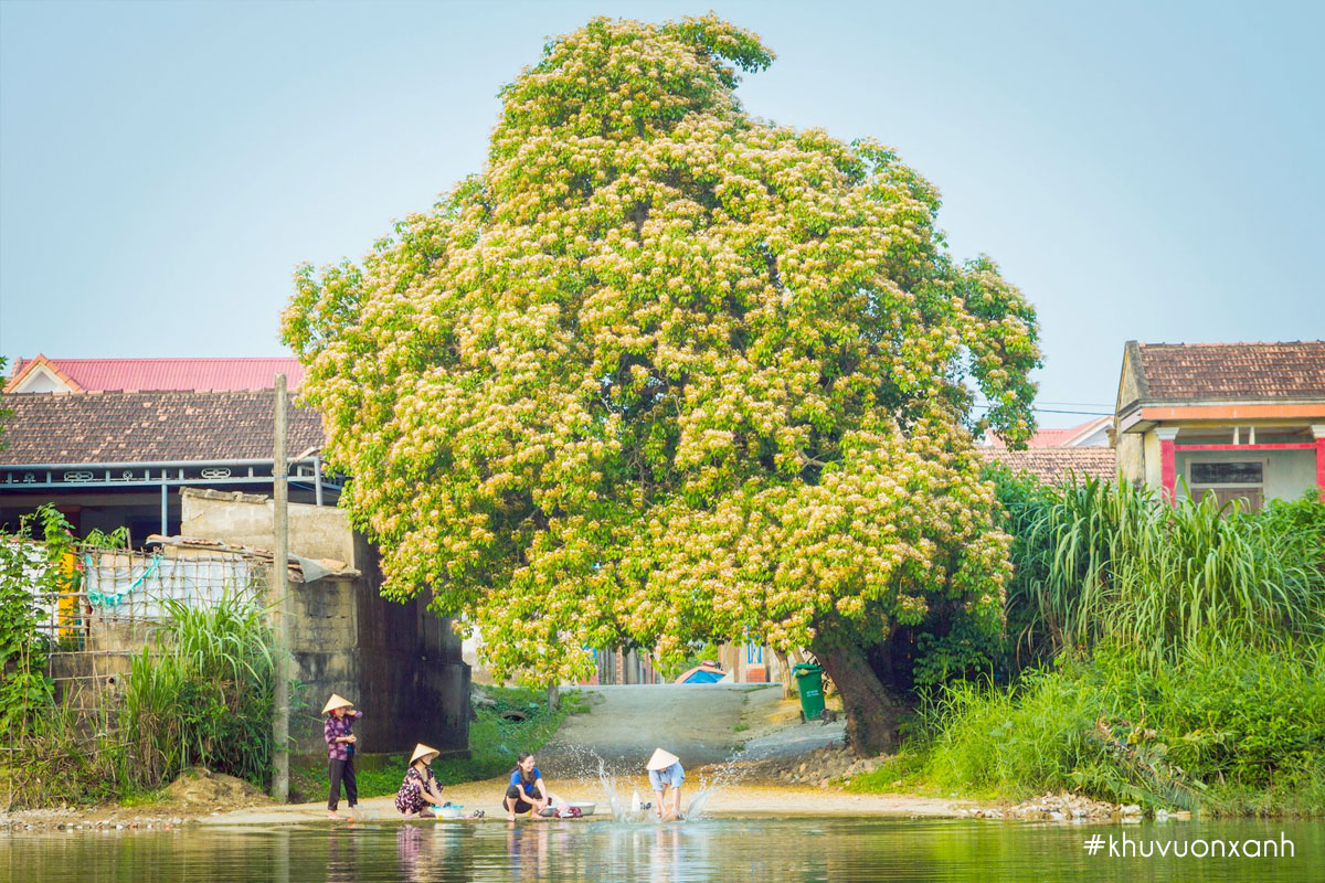 Cây hoa Bún và vẻ đẹp bình dị thôn quê
