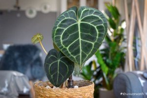 Cây Anthurium Clarinervium (Hồng môn Nữ hoàng)