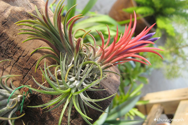 Cây Không khí Thạch thảo có khả năng thanh lọc không khí rất tốt