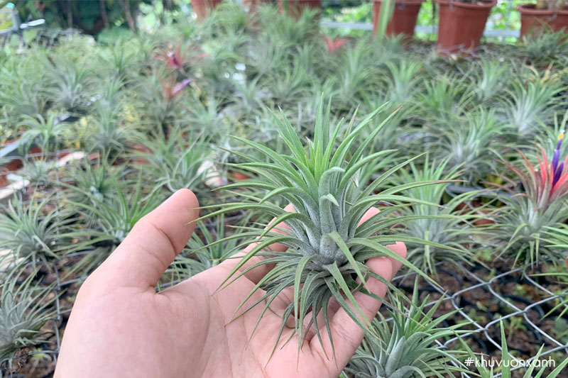 Cây không khí Thạch thảo có tên khoa học Tillandsia ionantha